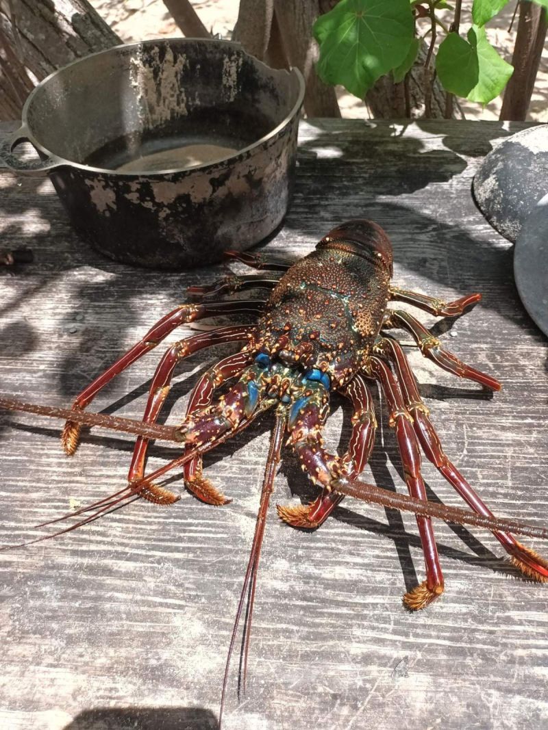 Langouste pêchée pendant une croisière aux Marquises