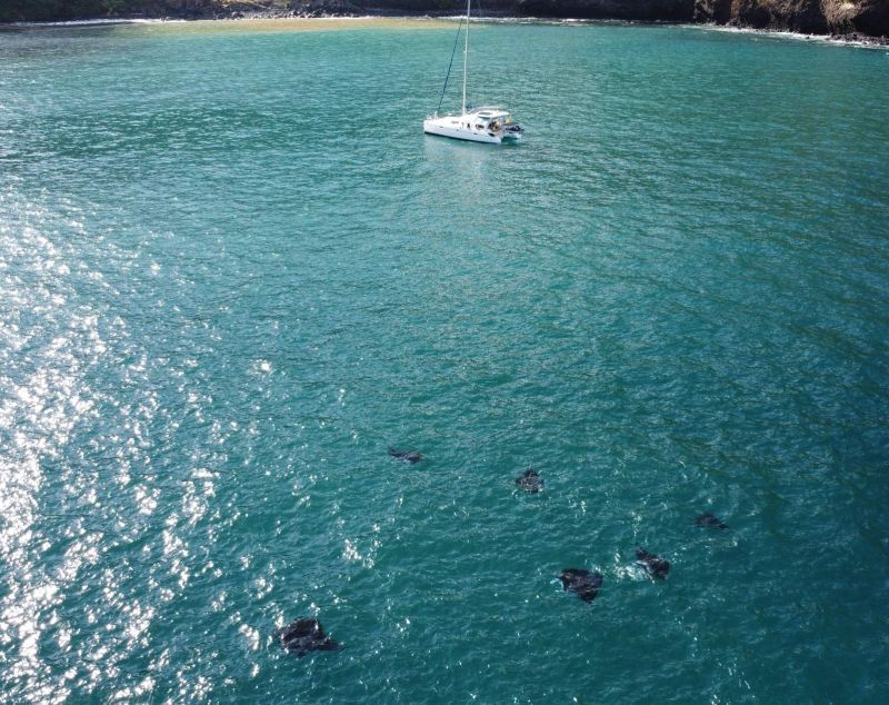 Raies manta autour de Toake Ona au mouillage à Eiao